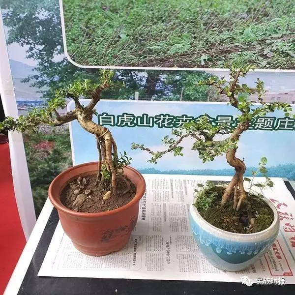 昭通盆景作为参展创意文化产品备受逛展市民追捧