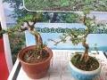 昭通盆景作为参展创意文化产品备受逛展市民追捧