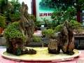 高县盆景艺术协会在宜宾市率先成立
