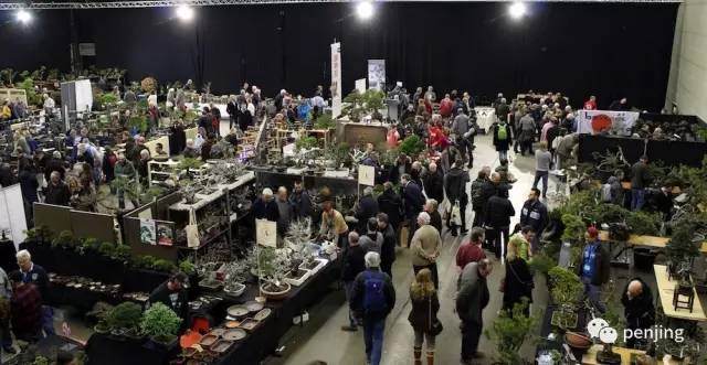 2017年欧洲顶级盆景大展&mdash;&mdash;比利时Noelanders杯盆景大展
