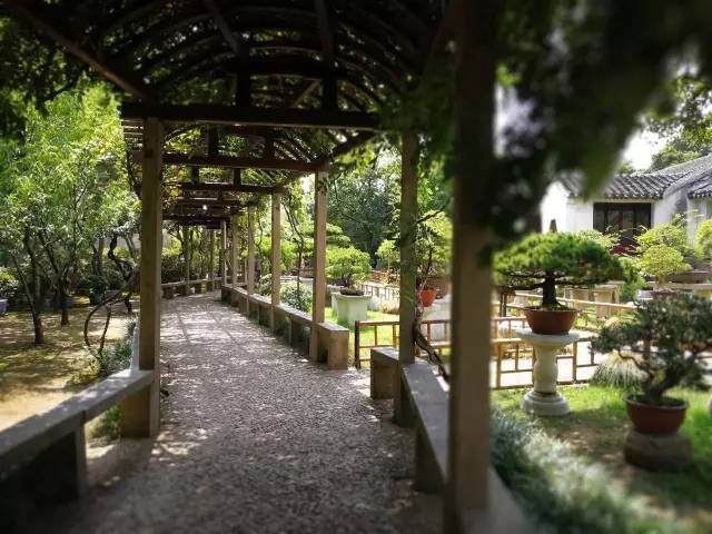 苏派盆景已在全国独上鳌头,并逐步走向了世界!