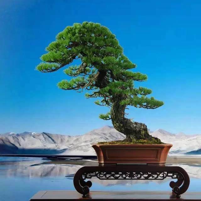 展品报名面向全国盆友免费开放,仅需登录盆景乐园网查看