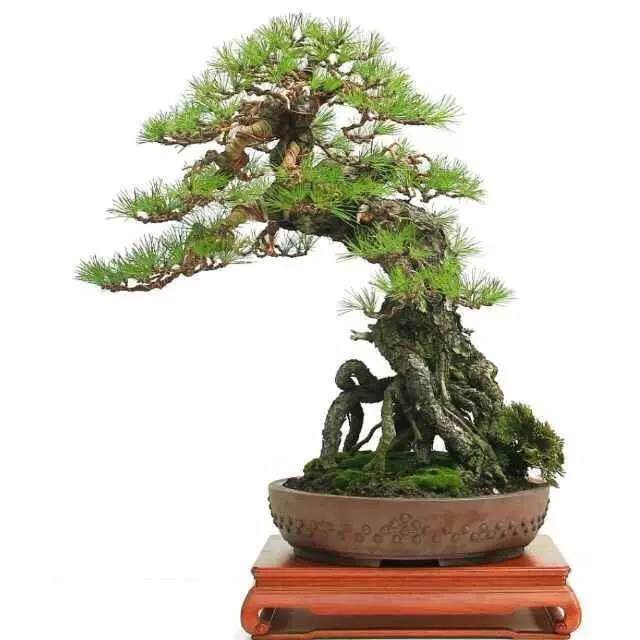 展品报名面向全国盆友免费开放,仅需登录盆景乐园网查看