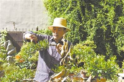 周玉海用盆景在都市里开辟出一片幽雅天地