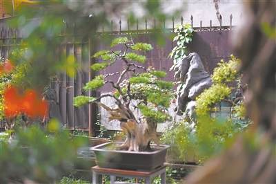 周玉海用盆景在都市里开辟出一片幽雅天地