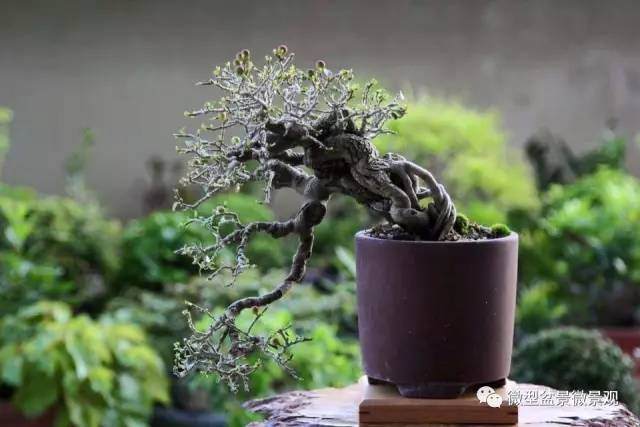 环境日照不足对盆景养护的影响