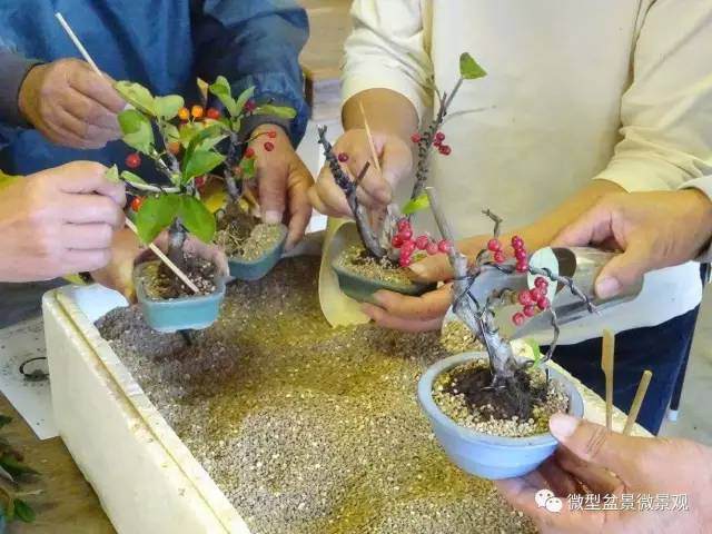 环境日照不足对盆景养护的影响