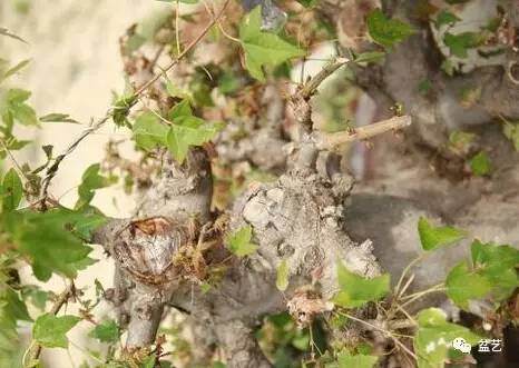 图解岭南盆景截干蓄枝中断头的处理