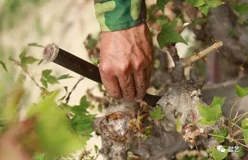 图解岭南盆景截干蓄枝中断头的处理