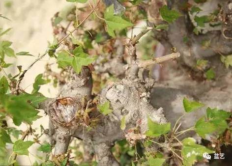 图解岭南盆景截干蓄枝中断头的处理