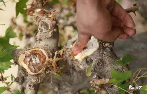 图解岭南盆景截干蓄枝中断头的处理