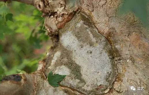 图解 岭南盆景怎么截干蓄枝中断头的处理