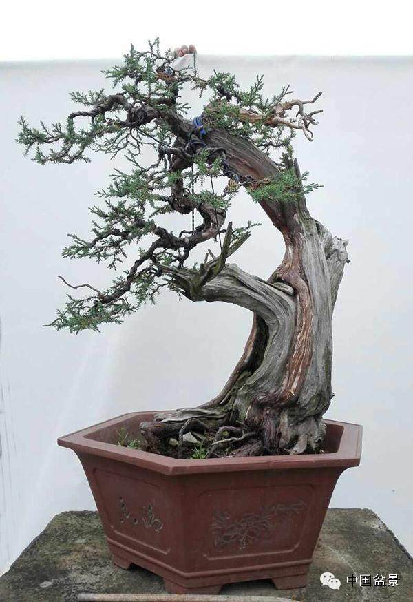 2012年为宝鼎园授牌为世界盆景友好联盟交流中心