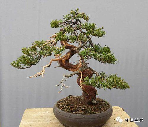 2012年为宝鼎园授牌为世界盆景友好联盟交流中心