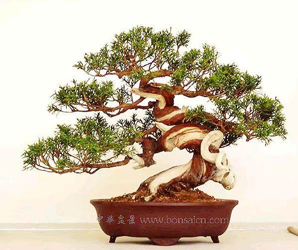 2013中国盆景艺术家协会会员赏石展(50件)