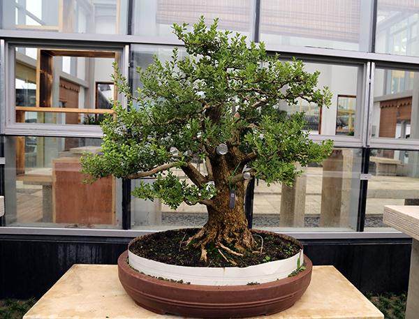 河南省2013年盆景研讨会在平顶山湛河大酒店召开