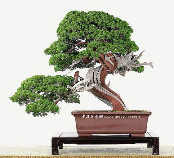 西宁首届盆景艺术展在西宁市园林植物园隆重开幕