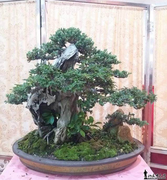 汕尾甲子盆景协会会员作品展