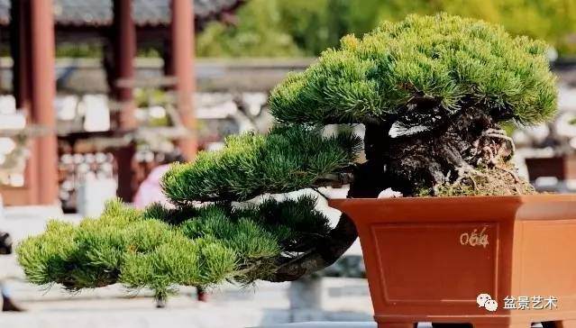 谈泰州盆景的艺术风格