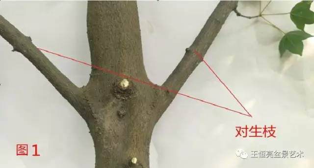 王恒亮盆景艺术公益大讲堂夏季学习班 第四集(忌讳枝专题)
