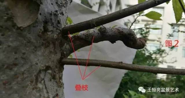 王恒亮盆景艺术公益大讲堂夏季学习班 第四集(忌讳枝专题)