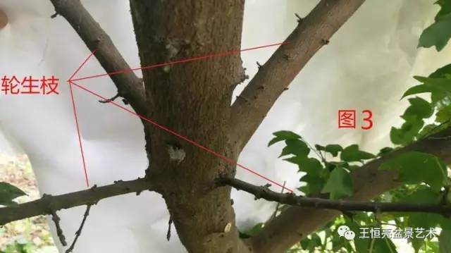 王恒亮盆景艺术公益大讲堂夏季学习班 第四集(忌讳枝专题)