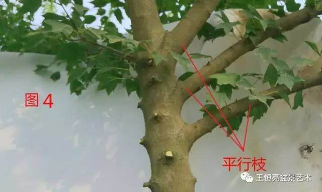 王恒亮盆景艺术公益大讲堂夏季学习班 第四集(忌讳枝专题)