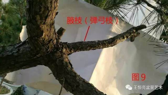 王恒亮盆景艺术公益大讲堂夏季学习班 第四集(忌讳枝专题)