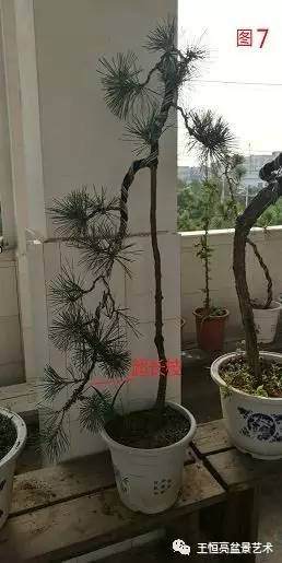 王恒亮盆景艺术公益大讲堂夏季学习班 第四集(忌讳枝专题)