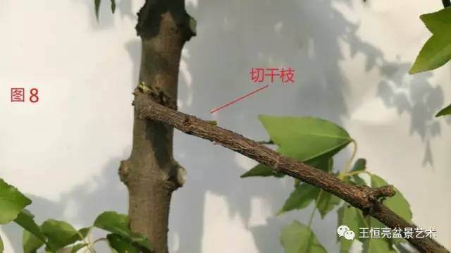 王恒亮盆景艺术公益大讲堂夏季学习班 第四集(忌讳枝专题)