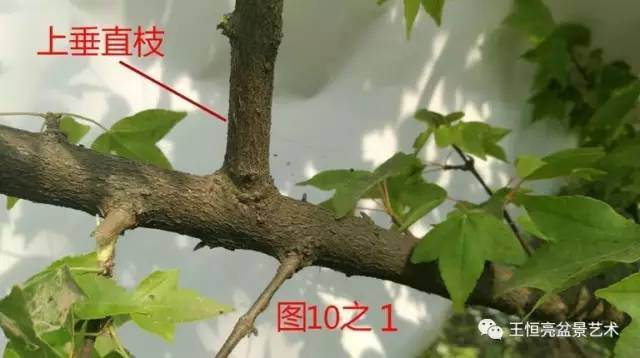 王恒亮盆景艺术公益大讲堂夏季学习班 第四集(忌讳枝专题)