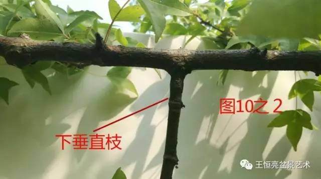 王恒亮盆景艺术公益大讲堂夏季学习班 第四集(忌讳枝专题)