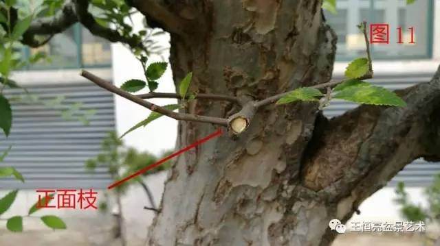 王恒亮盆景艺术公益大讲堂夏季学习班 第四集(忌讳枝专题)