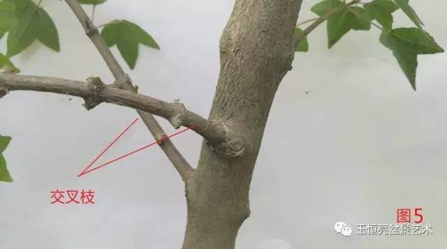 王恒亮盆景艺术公益大讲堂夏季学习班 第四集(忌讳枝专题)