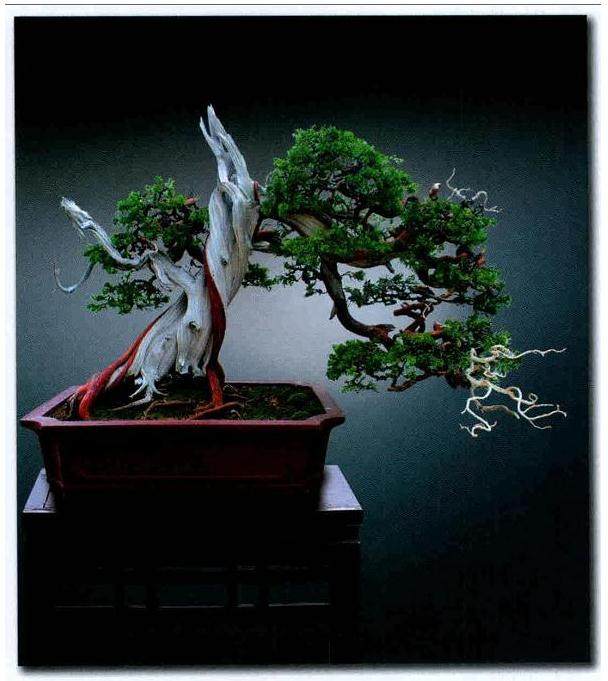 湖北润园陈光华先生收藏的一件真柏盆景