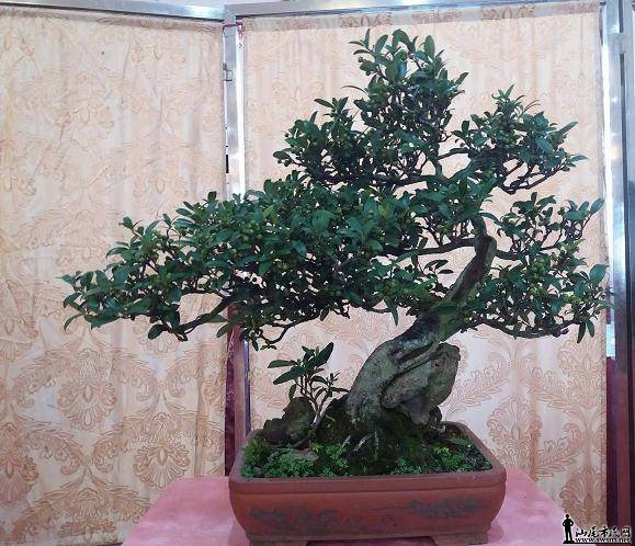 第七届世界盆景友好联盟大会