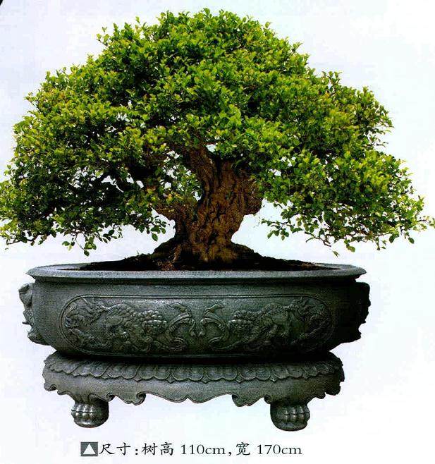 厦门柯成昆先生好盆景二十余载,创作、把玩榕树盆景甚多