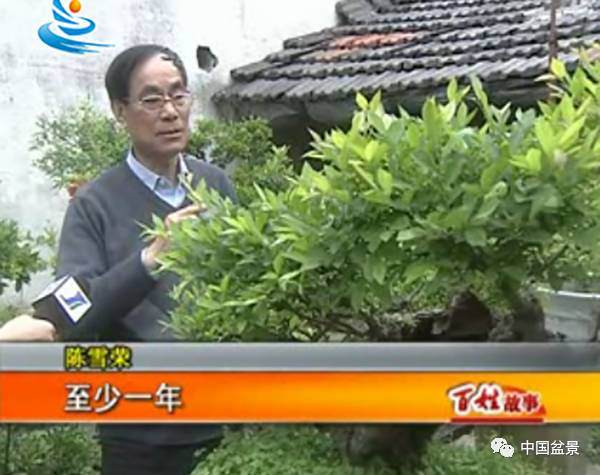 盆景故事：陈雪荣的&ldquo;盆景人生&rdquo;
