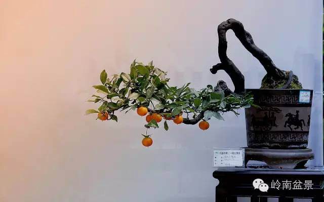 如何才能制作出一个好的川派盆景作品?