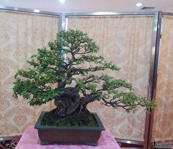 云南曲靖盆景艺术家--张华友