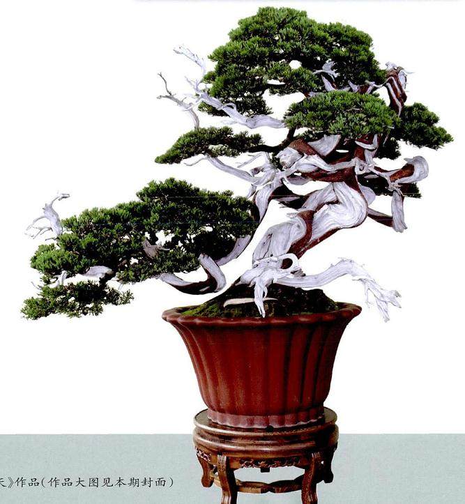 这件真柏盆景新作内结构线条优美,造型清新脱俗