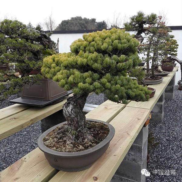 花木盆景杂志盆景赏石版将应广大读者的要求再增加8个页码