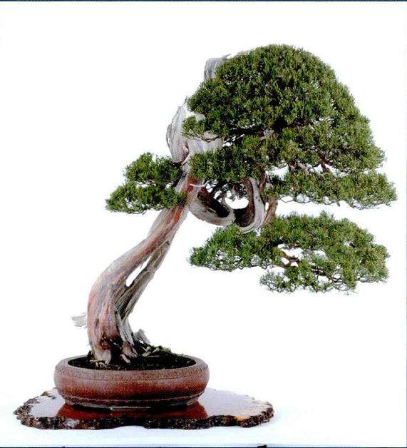 第十二届亚太盆景大会即将在江苏金坛宝盛园隆重开幕