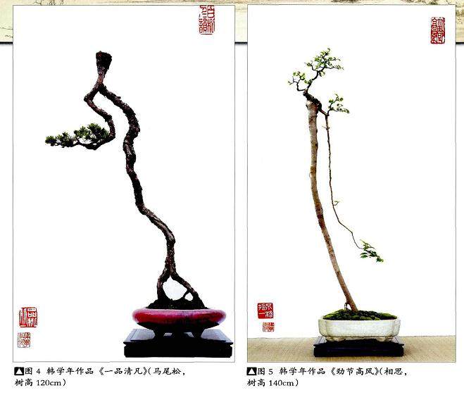 中国盆景,流派纷呈。余独爱岭南素仁之风格