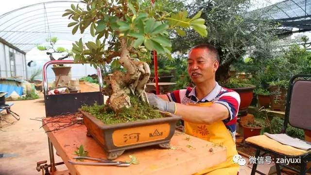 玉溪人的传家手艺|盆景里的山水人文情怀