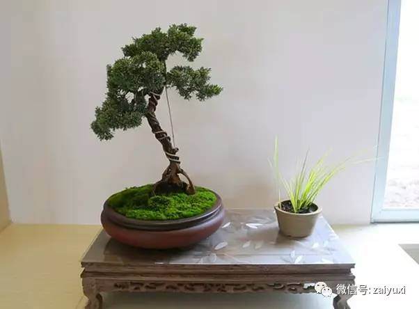 玉溪人的传家手艺|盆景里的山水人文情怀