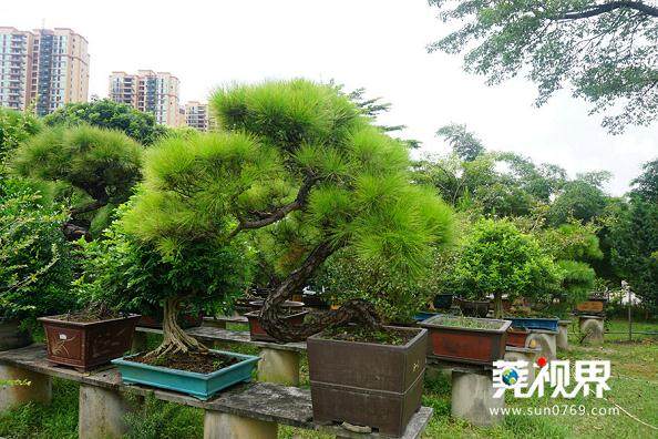 村民从种植普通苗木转向高档盆景，取得了较好的经济效益。