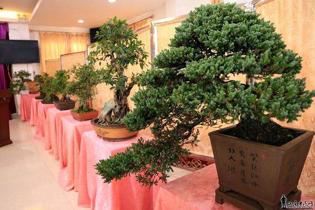 2017年中国五大流派盆景艺术作品邀请展