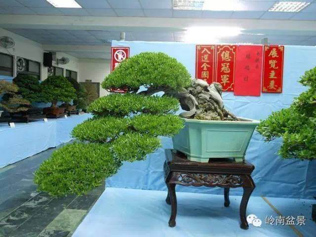 应该以什么心态来看待树木盆景的短暂性现象?