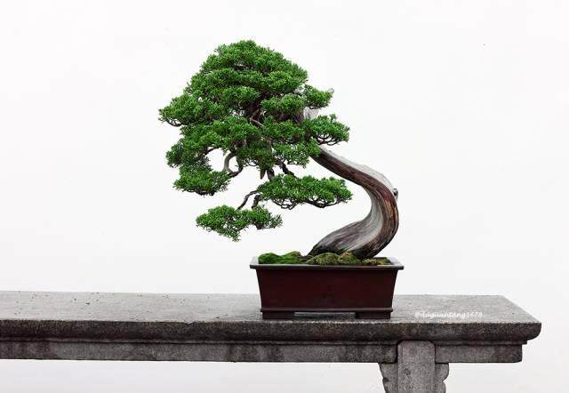 寻找失去的庭院 | 2017京津冀盆景精品展